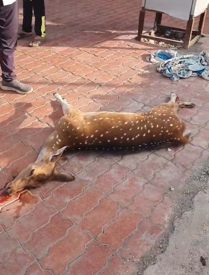 भुकूममध्ये अज्ञात वाहनाच्या धडकेत मादी हरणाचा मृत्यू;   वनविभागाकडून तपास सुरू.