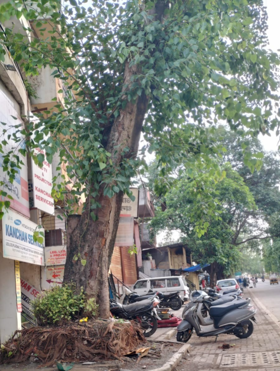 Pimpri Chinchwad-म्हाडा टॉवरसमोरील झाड धोकादायक अवस्थेत; उघड्या मुळांमुळे अपघाताची भीती  पवना नदीच्या पुरानंतर झाडाचा आधार कमकुवत; तातडीने कारवाईची नागरिकांची मागणी